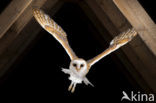 Barn Owl (Tyto alba)