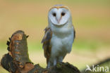 Kerkuil (Tyto alba) 