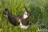 Lapwing (Vanellus vanellus)