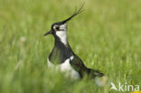 Lapwing (Vanellus vanellus)