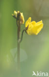 Klein blaasjeskruid (Utricularia minor) 