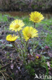 Klein hoefblad (Tussilago farfara)