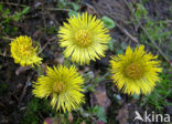 Klein hoefblad (Tussilago farfara)