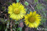 Coltsfoot (Tussilago farfara)