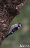 Kleine Bonte Specht (Picoides minor)