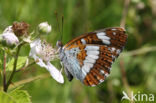 Kleine IJsvogelvlinder (Limenitis camilla) 