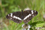 Kleine IJsvogelvlinder (Limenitis camilla) 