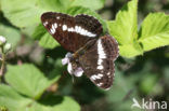 Kleine IJsvogelvlinder (Limenitis camilla) 