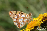 Queen of Spain Fritillary (Issoria lathonia)