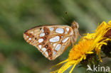 Kleine parelmoervlinder (Issoria lathonia) 