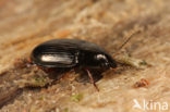 Amara anthobia