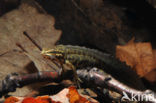 Kleine watersalamander (Lissotriton vulgaris)