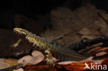 Kleine watersalamander (Lissotriton vulgaris)