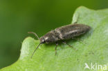 Elaterid Beetle (Cidnopus aeruginosus)