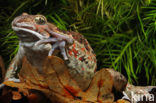 Common Spadefoot Toad (Pelobates fuscus)