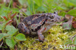Knoflookpad (Pelobates fuscus) 