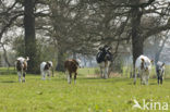 Cow (Bos domesticus)