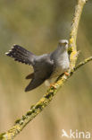 Common Cuckoo (Cuculus canorus)