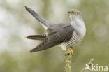 Common Cuckoo (Cuculus canorus)