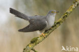 Common Cuckoo (Cuculus canorus)