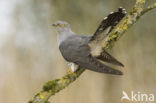 Koekoek (Cuculus canorus) 