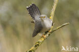 Common Cuckoo (Cuculus canorus)