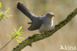 Common Cuckoo (Cuculus canorus)