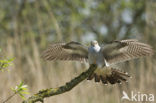 Common Cuckoo (Cuculus canorus)