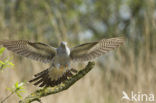 Common Cuckoo (Cuculus canorus)