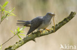 Common Cuckoo (Cuculus canorus)