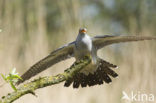 Common Cuckoo (Cuculus canorus)