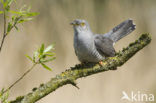 Common Cuckoo (Cuculus canorus)