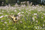 Koninginnepage (Papilio machaon) 