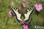 Swallowtail (Papilio machaon)