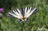 Scarce Swallowtail (Iphiclides podalirius)