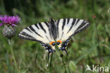 Scarce Swallowtail (Iphiclides podalirius)