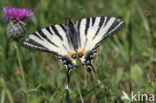 Scarce Swallowtail (Iphiclides podalirius)