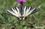 Scarce Swallowtail (Iphiclides podalirius)