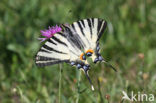 Scarce Swallowtail (Iphiclides podalirius)