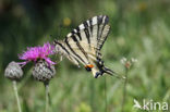 Scarce Swallowtail (Iphiclides podalirius)