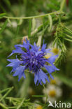 Korenbloem (Centaurea cyanus) 