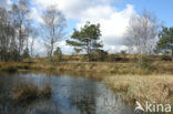 Kroondomein Het Loo