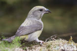 Red Crossbill (Loxia curvirostra)