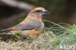 Red Crossbill (Loxia curvirostra)