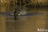 Tufted Duck (Aythya fuligula)