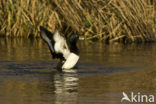 Tufted Duck (Aythya fuligula)