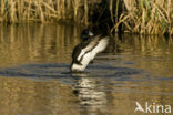 Tufted Duck (Aythya fuligula)