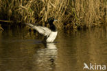 Tufted Duck (Aythya fuligula)