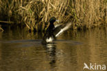 Tufted Duck (Aythya fuligula)
