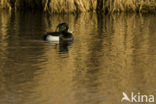 Tufted Duck (Aythya fuligula)